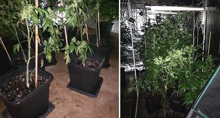 Tekstil atölyesinde milyonluk uyuşturucu serası