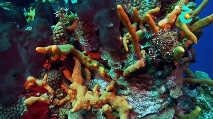 وثائقي البحار و المحيطات ـ حلقة 10