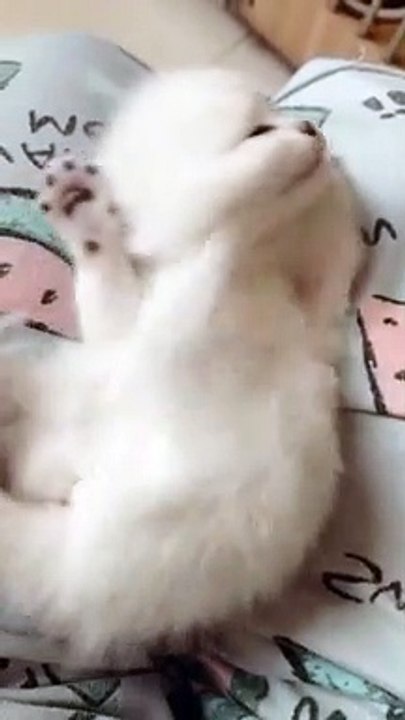 Baby Cats - Cute Funny Cats Videos Compilation - #shorts #catlovers #110