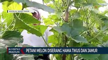 Petani Melon Diserang Hama Tikus Dan Jamur