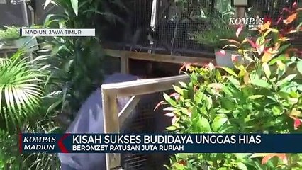 Kisah Sukses Budidaya Unggas Hias Beromzet Ratusan Juta Rupiah