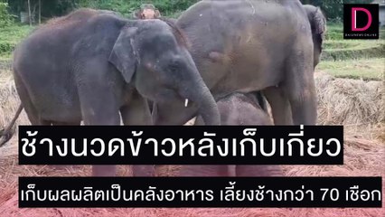 ช้างนวดข้าวหลังเก็บเกี่ยว ผลิตเป็นคลังอาหาร เลี้ยงช้างกว่า 70 เชือก | ชนคลิปข่าว 25/11/64 เดลินิวส์