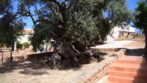 تعرف على أقدم شجرة زيتون في العالم