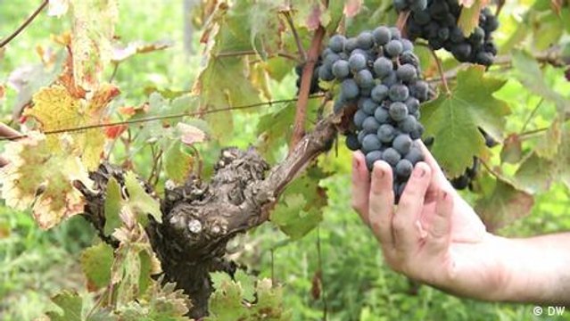Caesar's grapevines are saving winemakers
