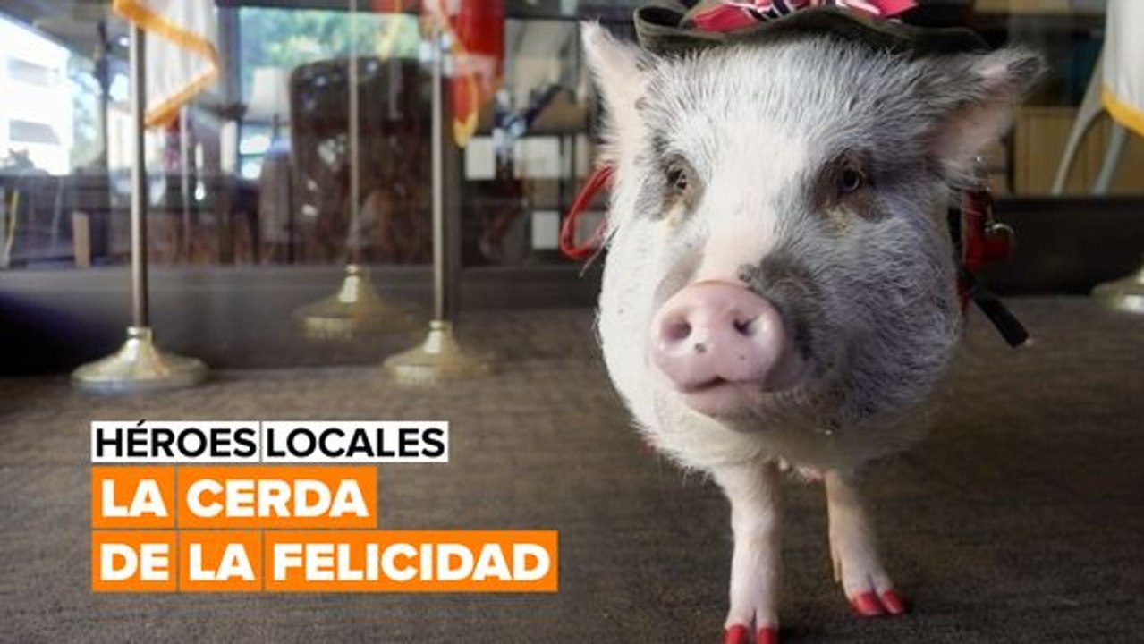 Héroes locales: te presentamos a la cerdita Lilou