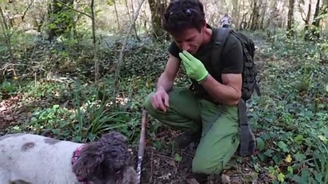 En Croatie, les amateurs de truffes blanches lui cherchent un avenir plus vert