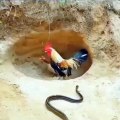 Horoz yılanı görünce arazi oluyor, cesur anne tavuk ise yavrularını yılana kaptırmıyor