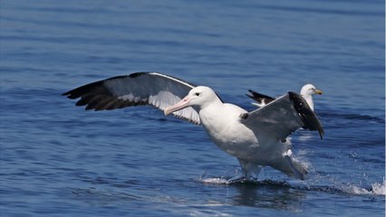 Environnement : l'atterrissage raté de ce pauvre albatros en Nouvelle-Zélande