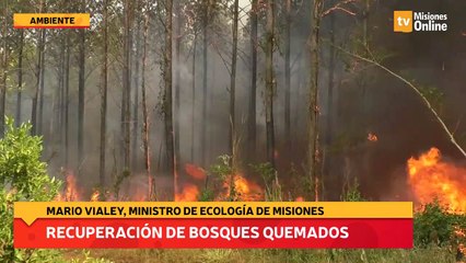 Recuperación de bosques quemados