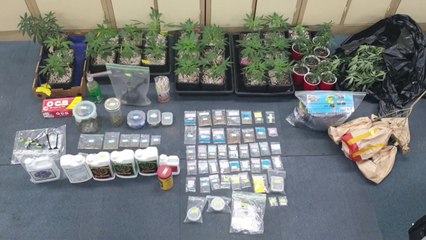 야산 전원주택 실내에서 대마 대량 재배 / YTN