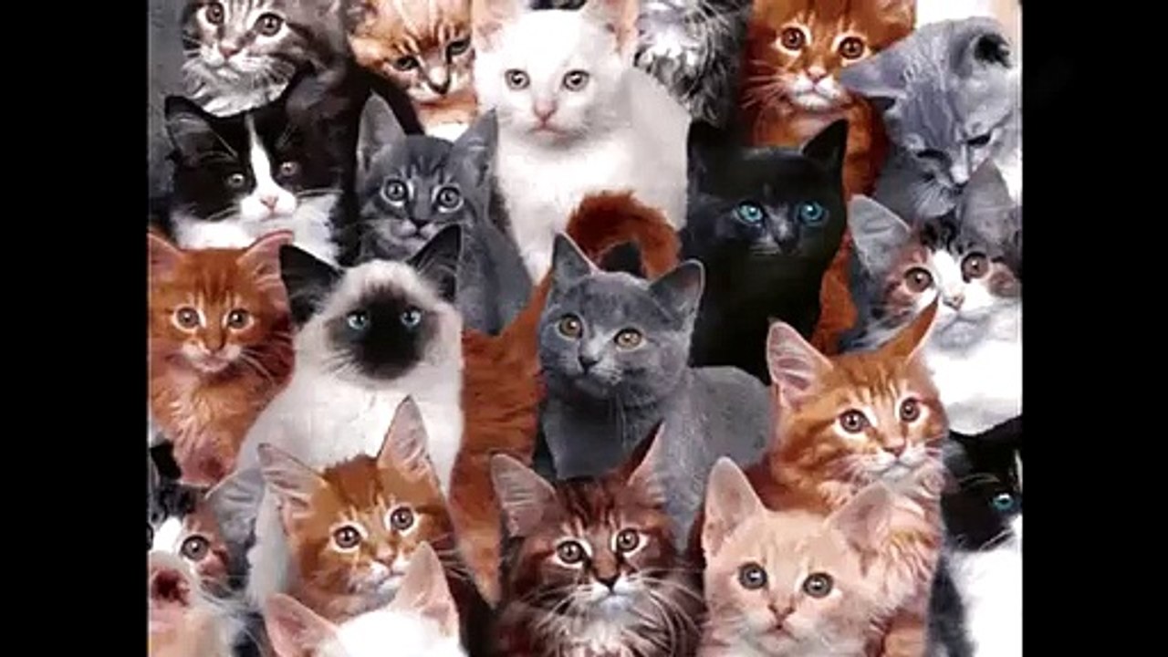 Top 10 des chats les plus affectueux