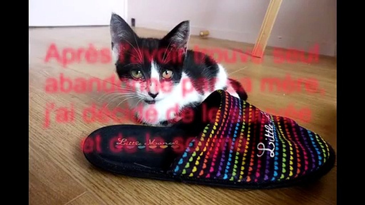 J'ai sauvé un chaton abandonné