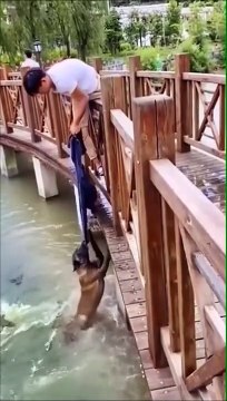 Il sort un chien de l'eau juste avant qu'il se fasse attraper par des crocodiles !