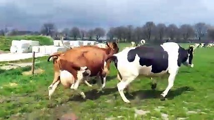 De koeien weer naar buiten