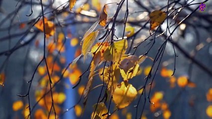 15 Minute Calming Music for Relaxation | Plants | Nature | Focus | Concentration | Stress-Relief | Serene | Joyful | Positive Energy | Study