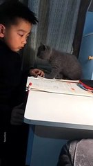 Gato limpia lágrimas