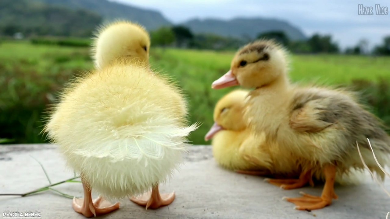 Pesona Bebek kecil Lucu | Anak Itik