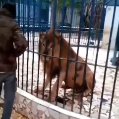 Amazing man with lion
