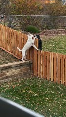 Fence Can’t Stop Best Friends Playing Together