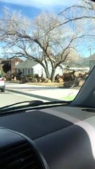 Huge Resting Elk Herd Surrounds Homes
