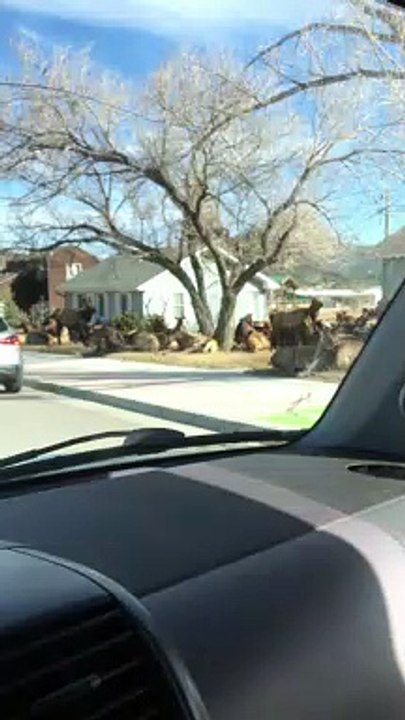 Huge Resting Elk Herd Surrounds Homes