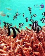 خمس جزر ساحرة في المالديف