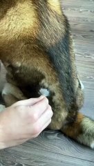 Molting of a Fluffy Dog