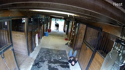 Horse Freaks Out During Haircut