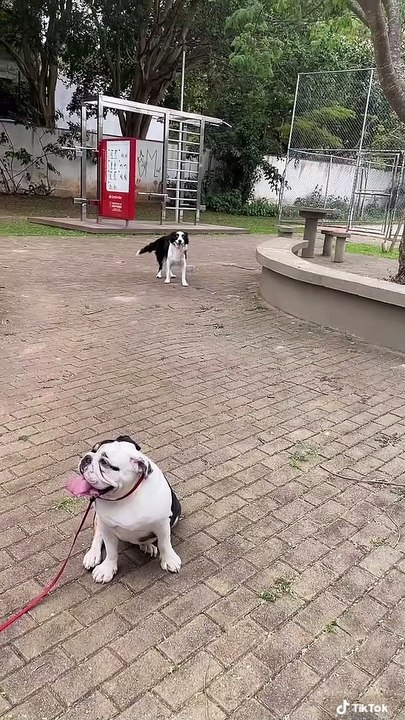 Amazing Dancing Dog