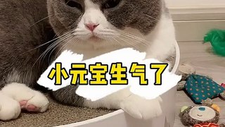 Aww Cute Cats Videos || catmeow Funny Animals Compilation4 || Try Not To Laugh Challenge MV94 #shorts