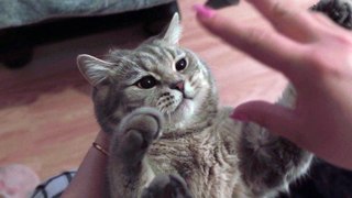 Cutest baby cat Animals Video || Cat video shorts cutedog  || cute cat  baby cat animals video