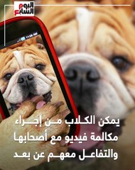 "دوج فون" لتخفيف آلام الوحدة.. هاتف للكلاب لتتواصل مع أصحابها