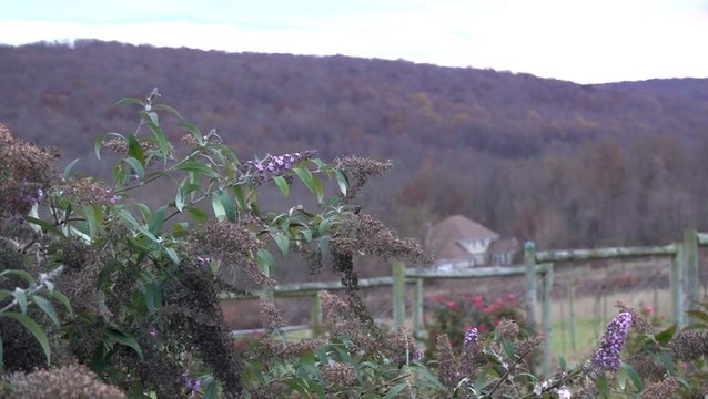 Wineries fear rapid spread of spotted lanternflies