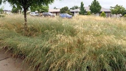 Months of rain and the COVID lockdown putting pressure on ACT govt's mowing program