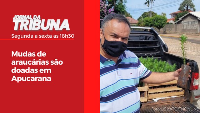 Mudas de araucárias são doadas em Apucarana