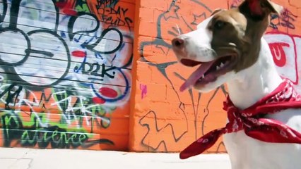 N-town BadHabbit Rabbit Low Low