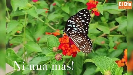 Datos sorprendente sobre el Día Internacional de la No Violencia contra la Mujer