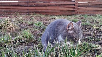 Cat Eating Grass