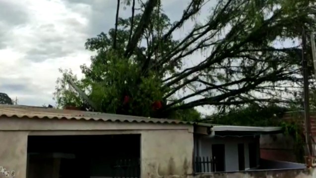 Casa fica destruída após queda de árvore no Brasmadeira