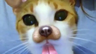 ❤️Funniest Animals || Best Of The 2021 ❤️  Funny Animal Short Videos ❤️