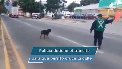 Policía de Oaxaca detiene el tránsito para darle paso a perrito, su buena acción se hace viral