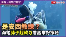 海龜，我想打籃球！脖子柔軟如安西教練超療癒