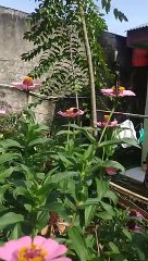 bee and butterfly like zinia flower