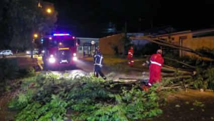 Bombeiros realizam a desobstrução de rua após queda de árvore no Coqueiral