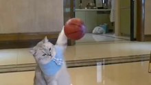 Funny cat videos