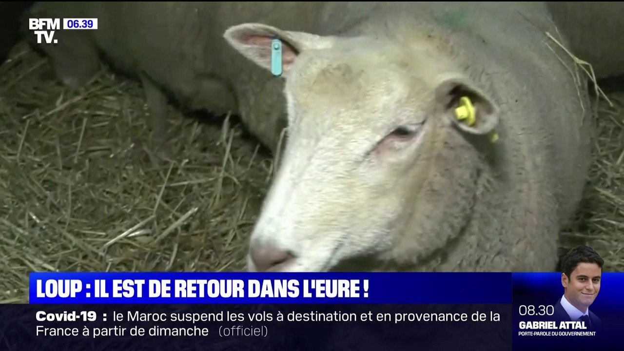 Dans l'Eure, le loup est de retour