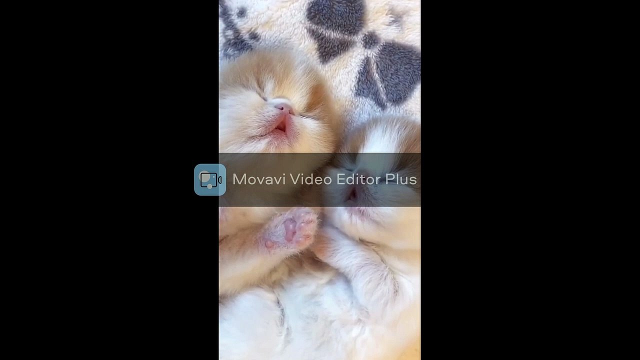 funny cats | #usa | #india