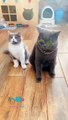 He fainted, when he saw the syringe #funny cats