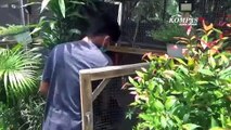 Budidaya Ayam Pheasant Beromzet Ratusan Juta Rupiah