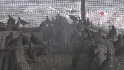 Belediye tarafından üretilen keklikler zirai mücadele için doğaya salınıyor